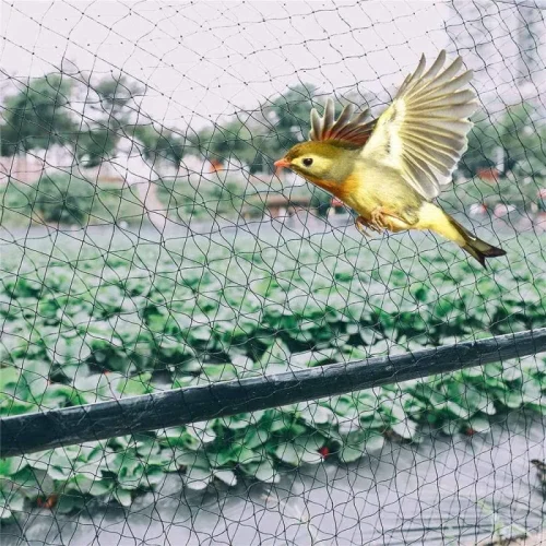 Bird Protection Safety Nets Installation Service